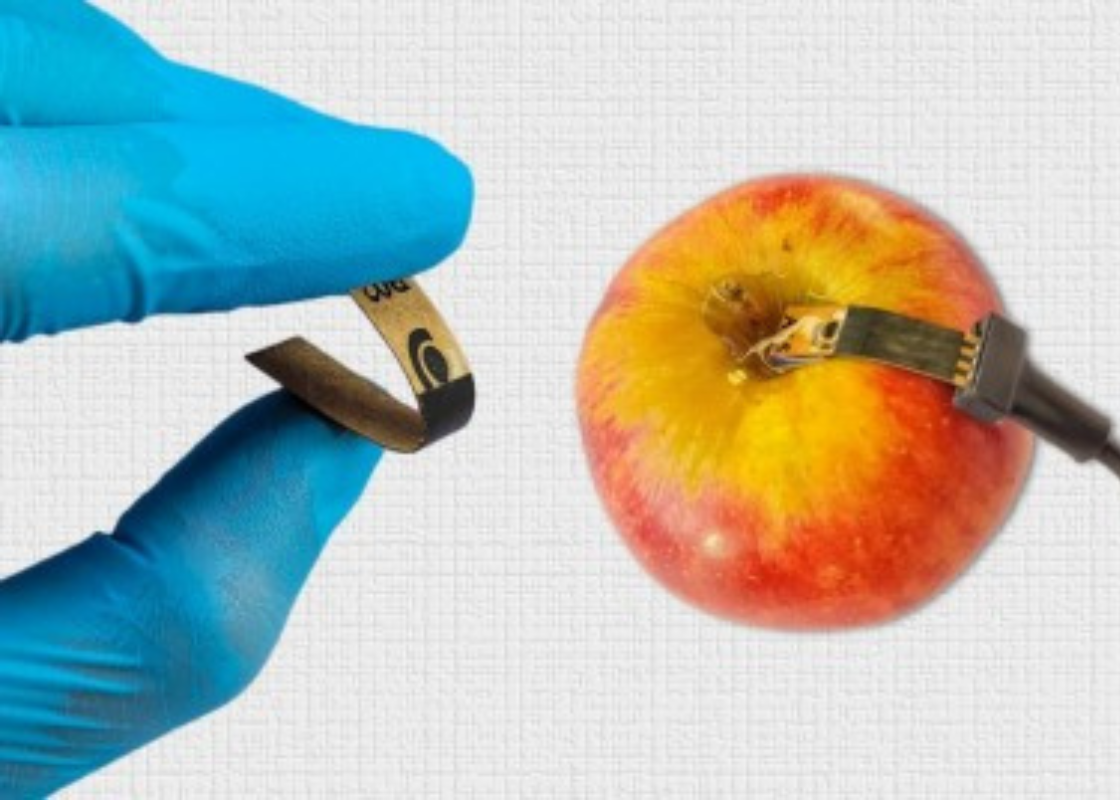 Sensor de papel detecta agrotóxico em alimentos de modo rápido e barato