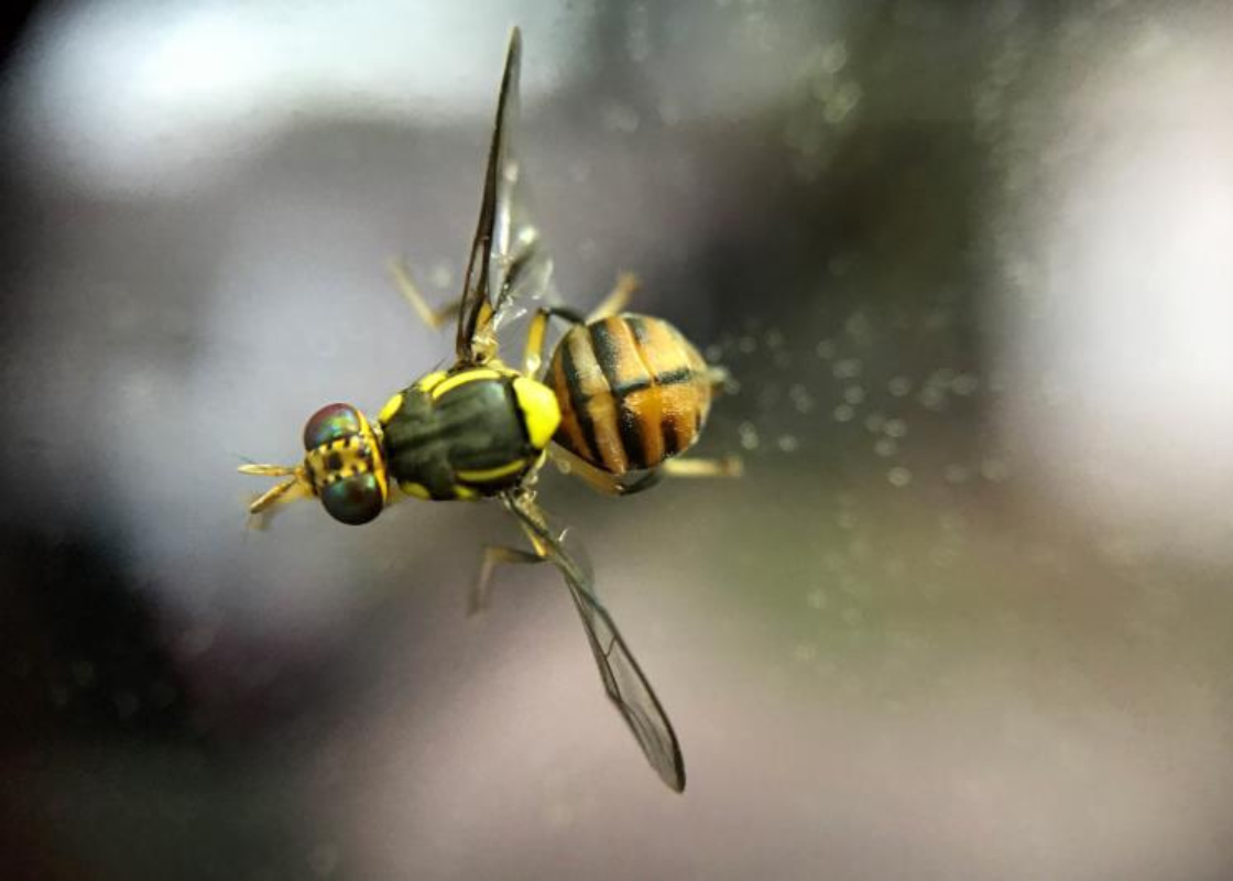 Auditores Agropecuarios reforçam controle da mosca da carambola no Norte do país
