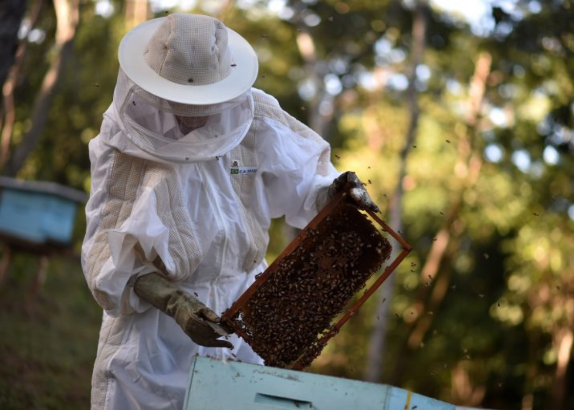 Apicultores denunciam a mortandade de abelhas por agrotóxicos e cobram banimento imediato do Fipronil