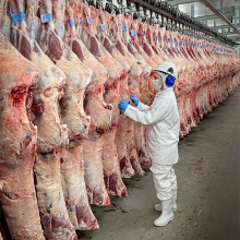 Fiscalização de carne bovina - Affa Milena Sato